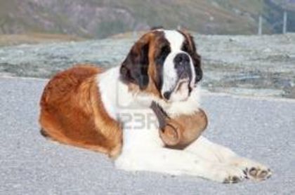 images6A1XQ8HN - saint bernard