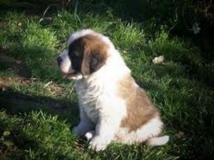 imagesPGTR16G4 - saint bernard