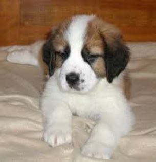 imagesPYFROIFU - saint bernard