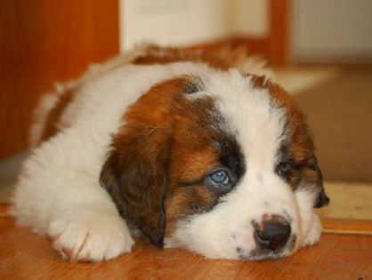 mare_a81c53575469e25b853c2a29c1fff8f3 - saint bernard