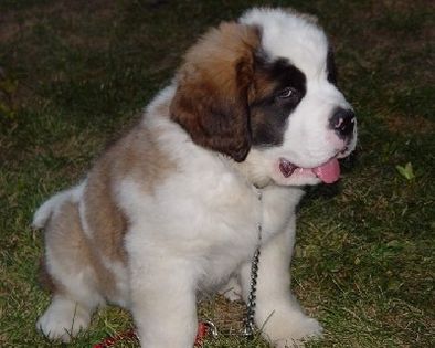 pic185681_caine_Saint_Bernard_Dog - saint bernard