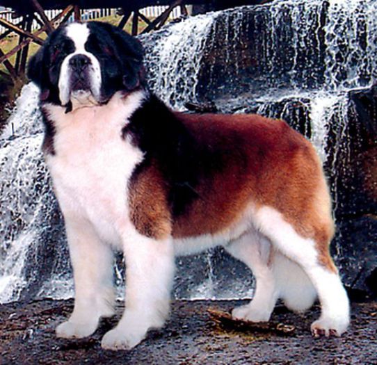 saintbernard