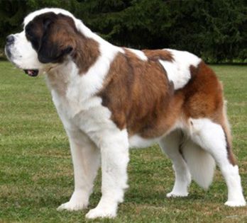 stbern - saint bernard