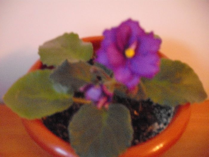 Ozio