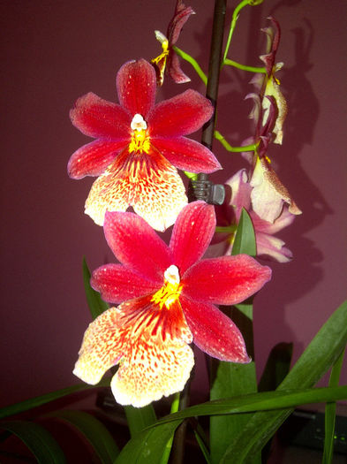  - Orhidee oncidium 2013