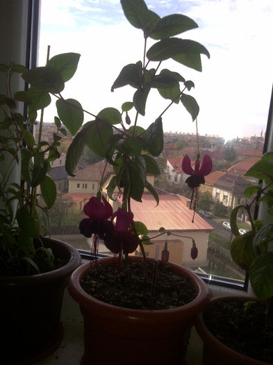 Fuchsia Blacky