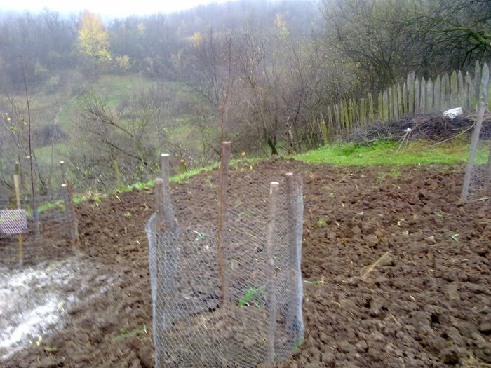 5; un cais plantat in toamna asta
