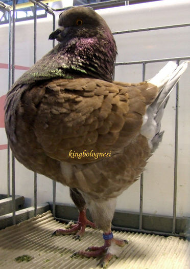 437 CH CULOARE FAENZA