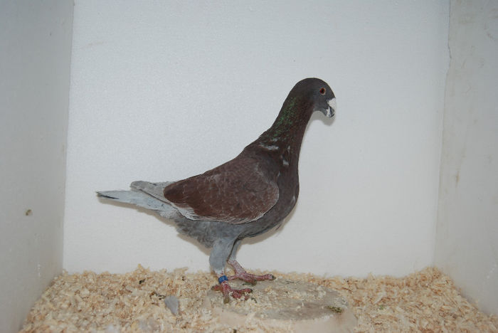 Mascul 2012 (772)vindut