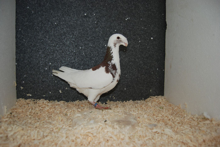 Mascul 2012 (796)vindut