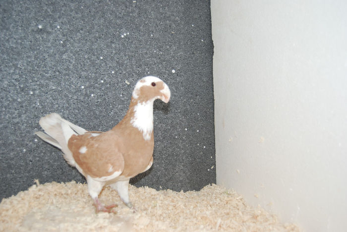 Femela 2010 (36)vindut