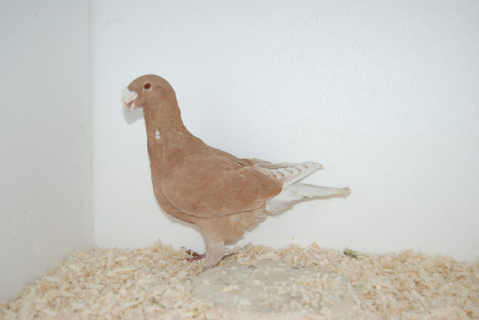 Mascul 2009 (840)vindut