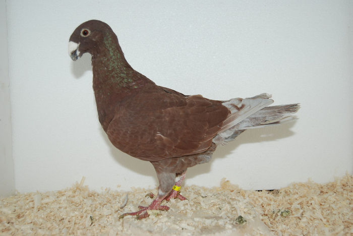 Femela 2011 (282)vinduta