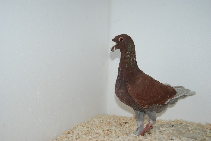 Femela 2012 (797)vinduta