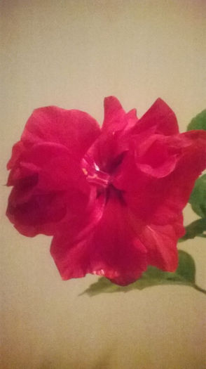 HIBISCUS ROSA SINENSIS RED CLASSIC - GRADINA MEA DE VIS
