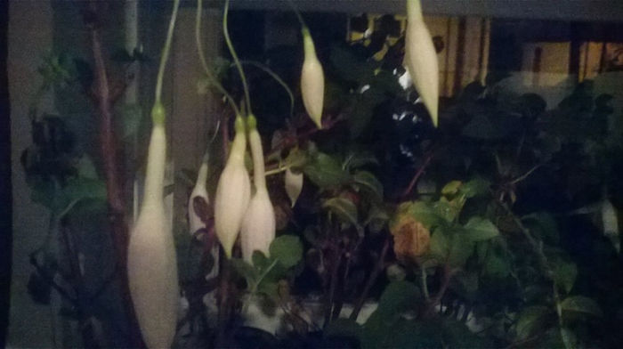 FUCHSIA CARMEL BLUE - GRADINA MEA DE VIS