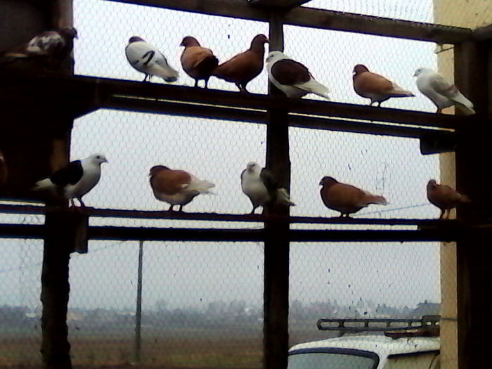 IMG_20131122_140115 - ARHIVA