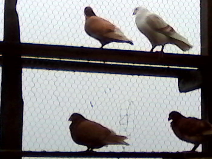 IMG_20131122_135719 - ARHIVA