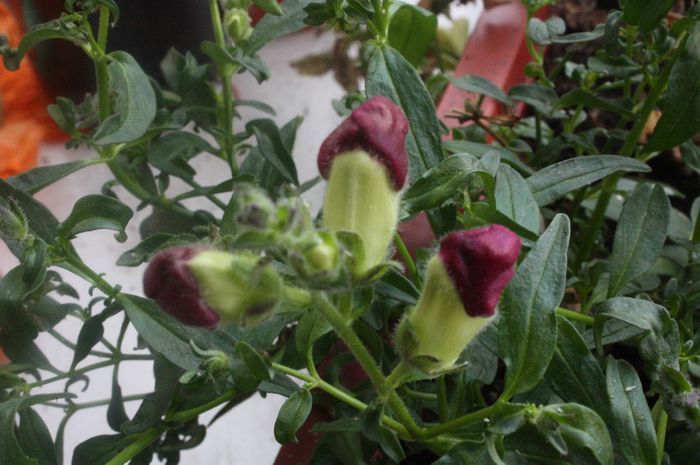 IMG_0137 - Noiembrie 2013