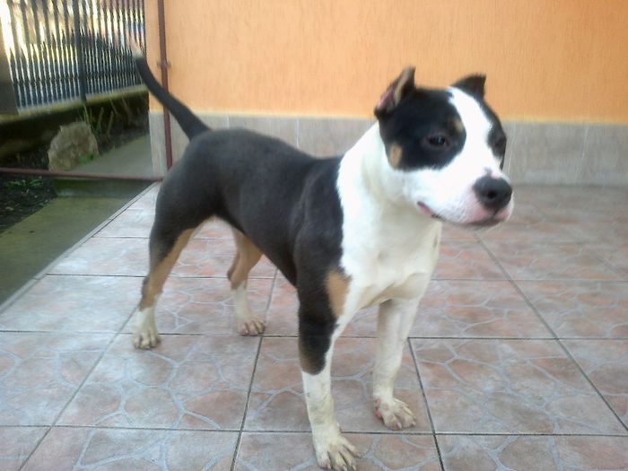 10 Luni - PITBULL TRICOLOR achizitie HU - VEGA