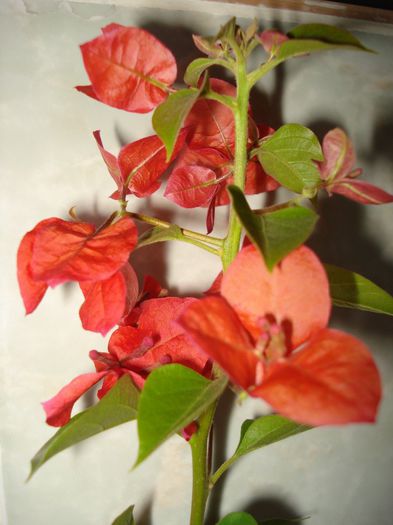 DSC06001 - FLORI 2013