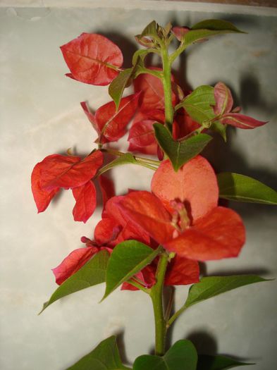 DSC06002 - FLORI 2013