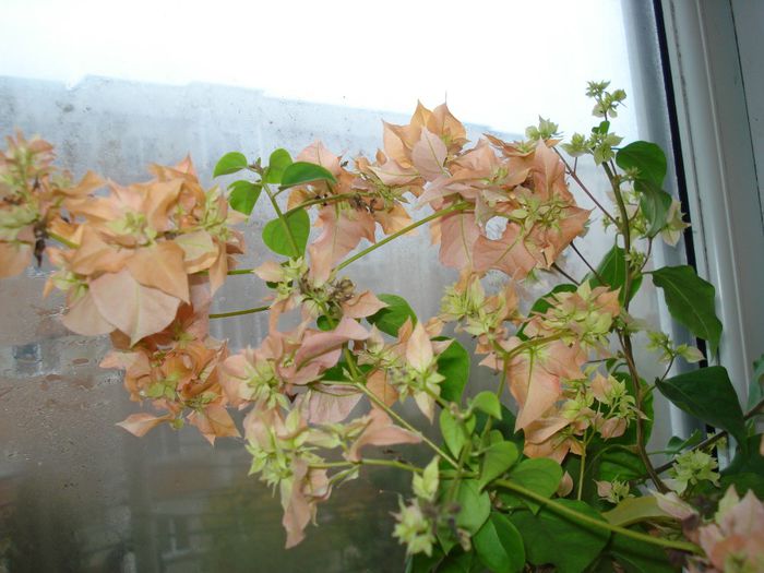 DSC06004 - FLORI 2013