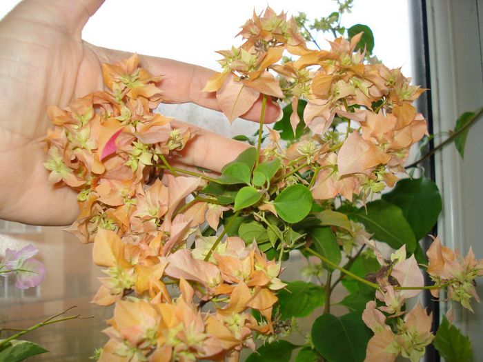 DSC06009 - BOUGAINVILLEA