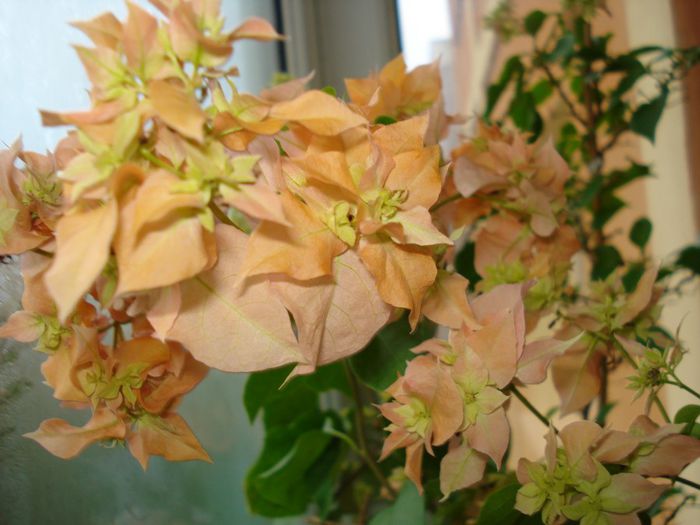 DSC06013 - BOUGAINVILLEA