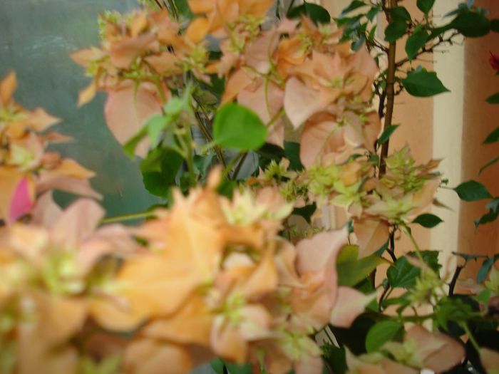 DSC06014 - BOUGAINVILLEA