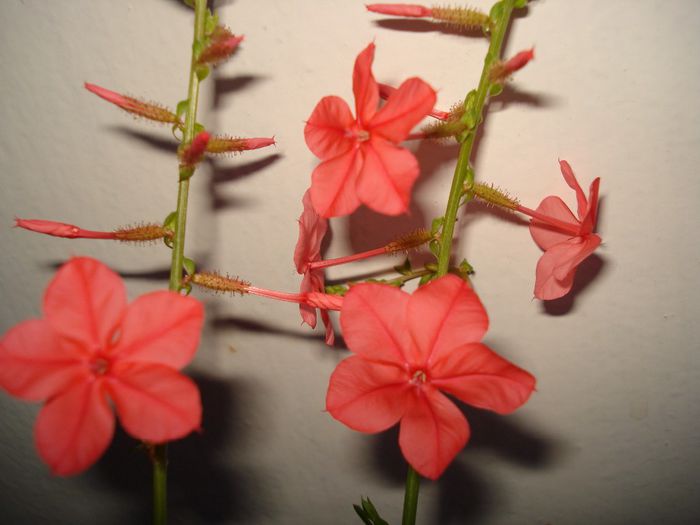 DSC06030 - FLORI 2013