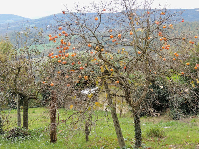 DSCN1677 - SFARSIT DE TOAMNA