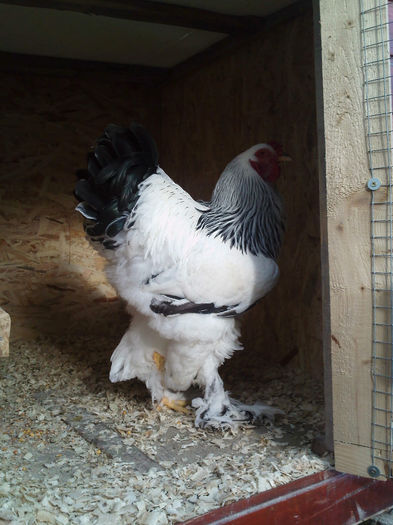 IMG050(4) - tineret 2013