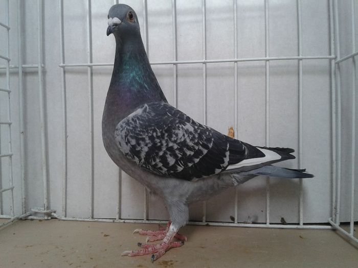 32 incest tarta nicolae