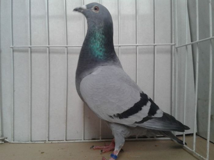 37 parinti  cu 10 cls intr-un an fiecare