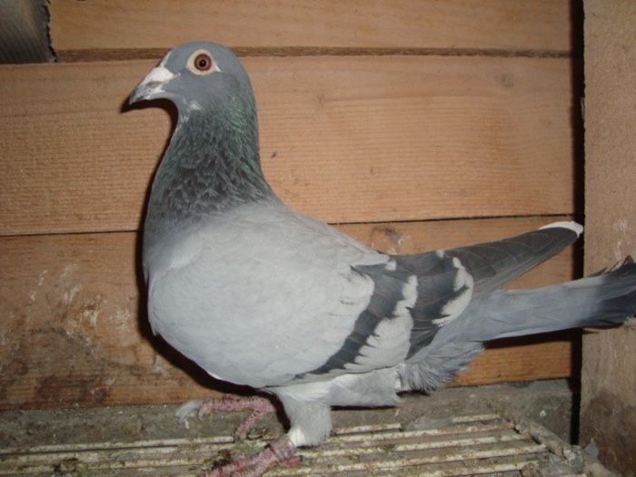 70 ron F HUN 08 vandut