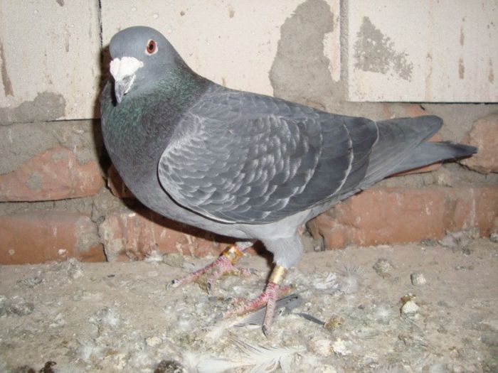 van roi rezervat VANDUT