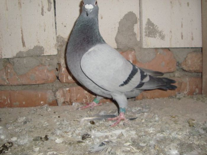 usa M 06 trinton 150 ron VANDUT