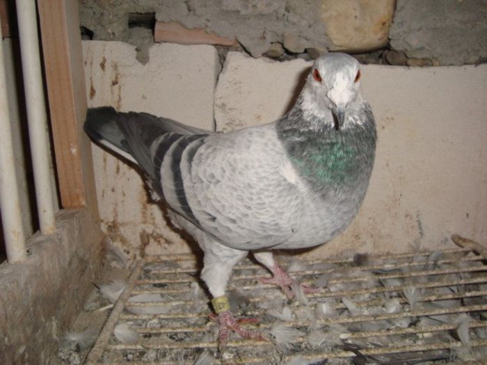 2011 hun f CUC vandut