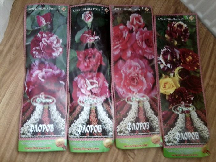 rog frumos identificare - trandafirii mei-achizitii
