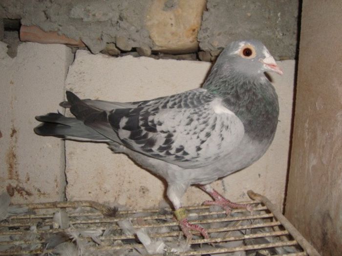 derbi 2011 hun fvandut