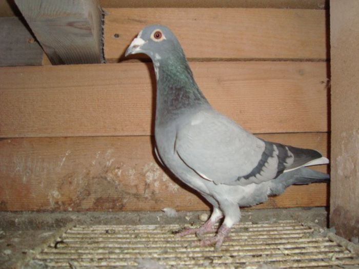 70 ron F HUN 08 vandut