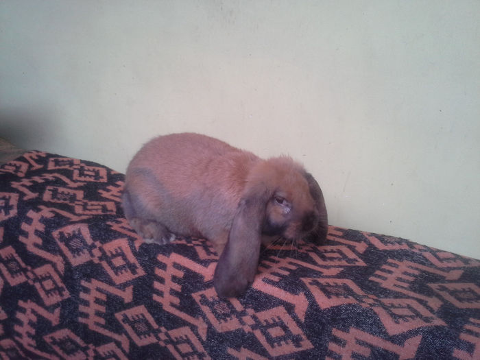 mascul berbec german