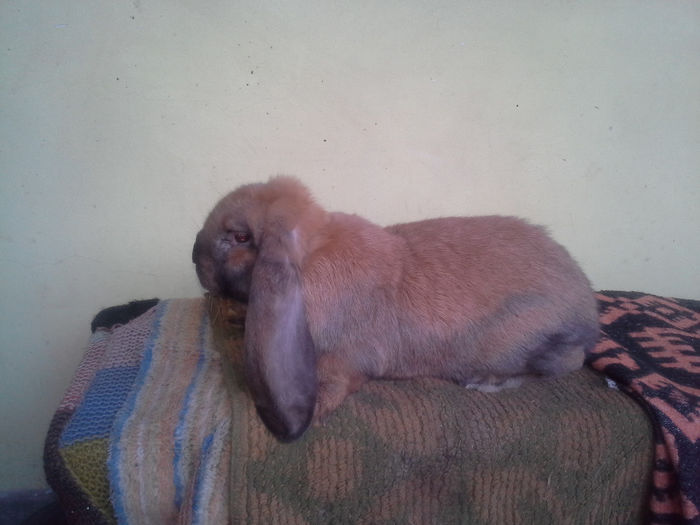 achizitie tatarau bn