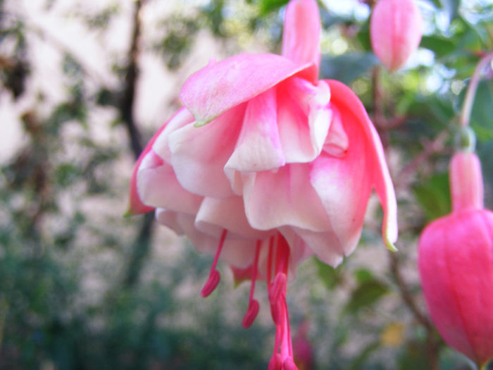 FUCHSIA HANNA (BALLERINA) - FUCHSIILE- CERCELUSII VESELI