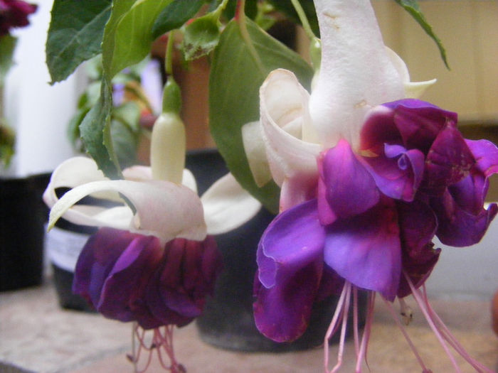 FUCHSIA DEEP PURPLE - FUCHSIILE- CERCELUSII VESELI