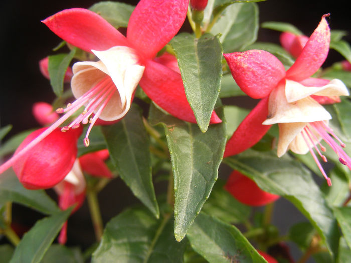 FUCHSIA SANTA KLAUS - FUCHSIILE- CERCELUSII VESELI