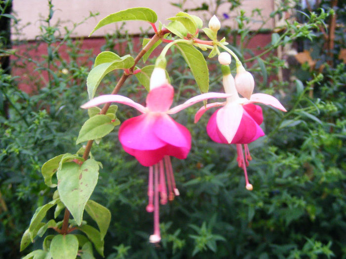 FUCHSIA WILF LANGTON - FUCHSIILE- CERCELUSII VESELI