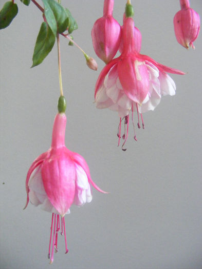 FUCHSIA HANNA (BALLERINA)