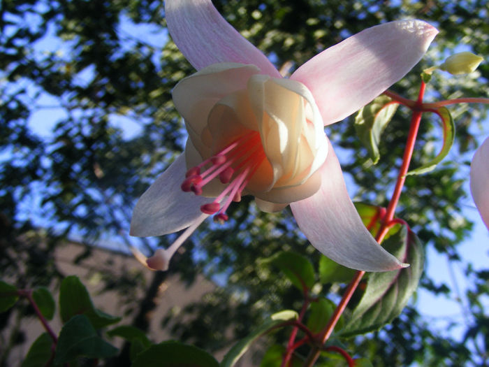 FUCHSIA ANABELLE - FUCHSIILE- CERCELUSII VESELI